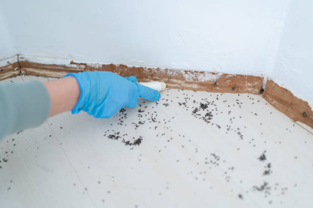 Wasp Removal Services in West Clarkston Highland, WA